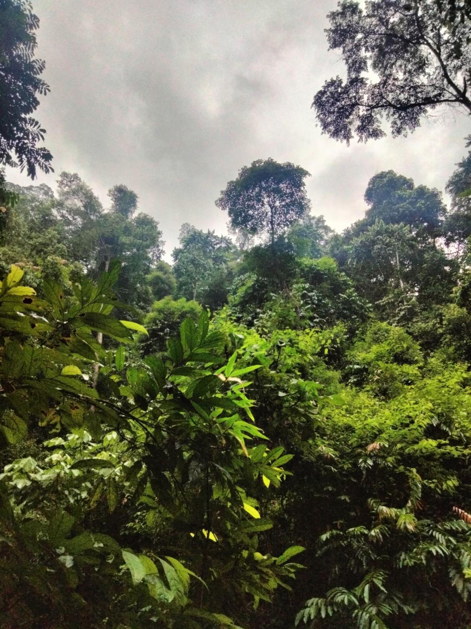 Wisma Batu Mandi Bukit Lawang Esterno foto