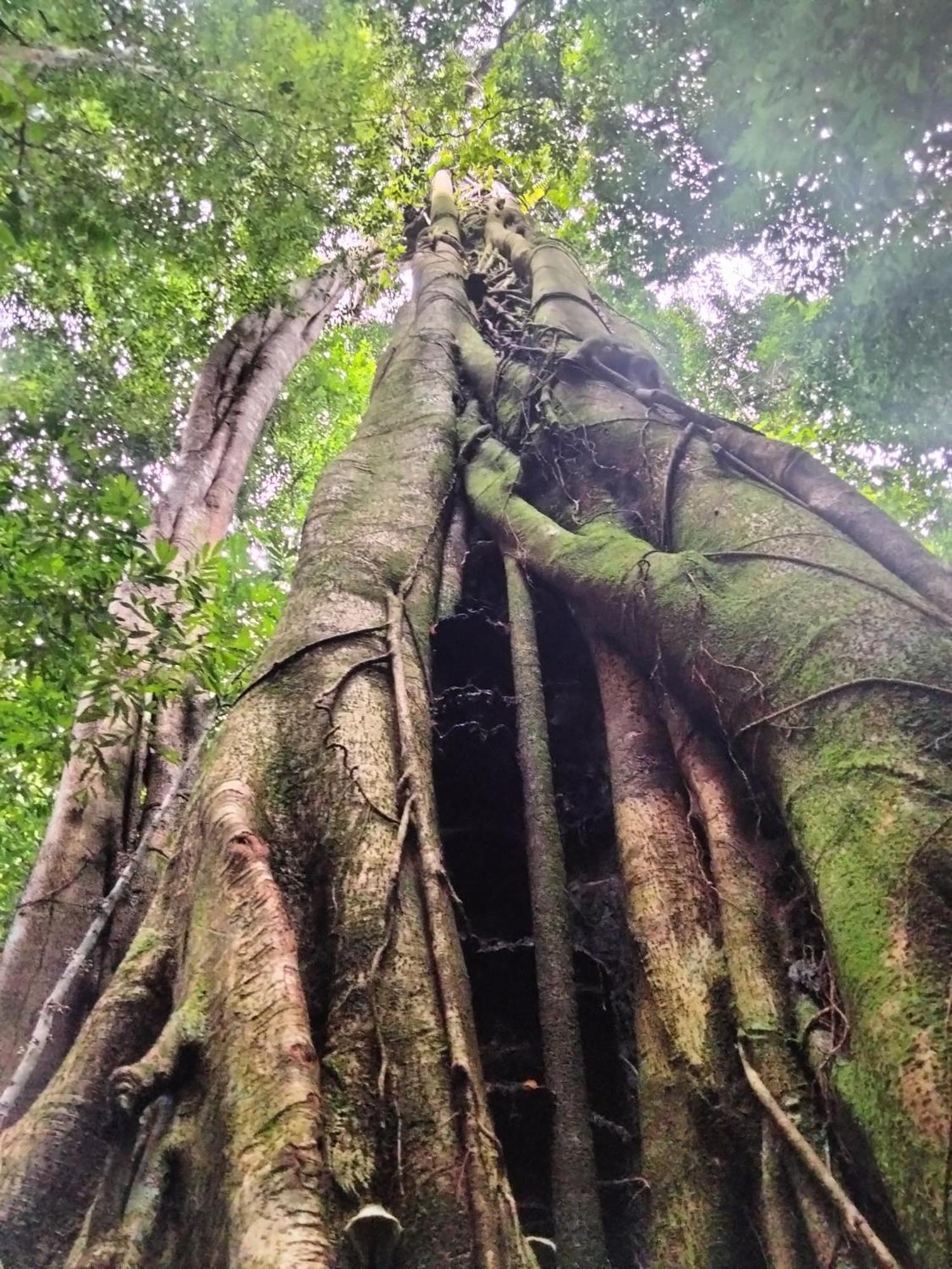 Wisma Batu Mandi Bukit Lawang Esterno foto