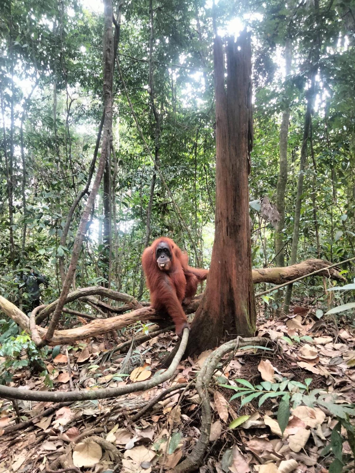 Wisma Batu Mandi Bukit Lawang Esterno foto