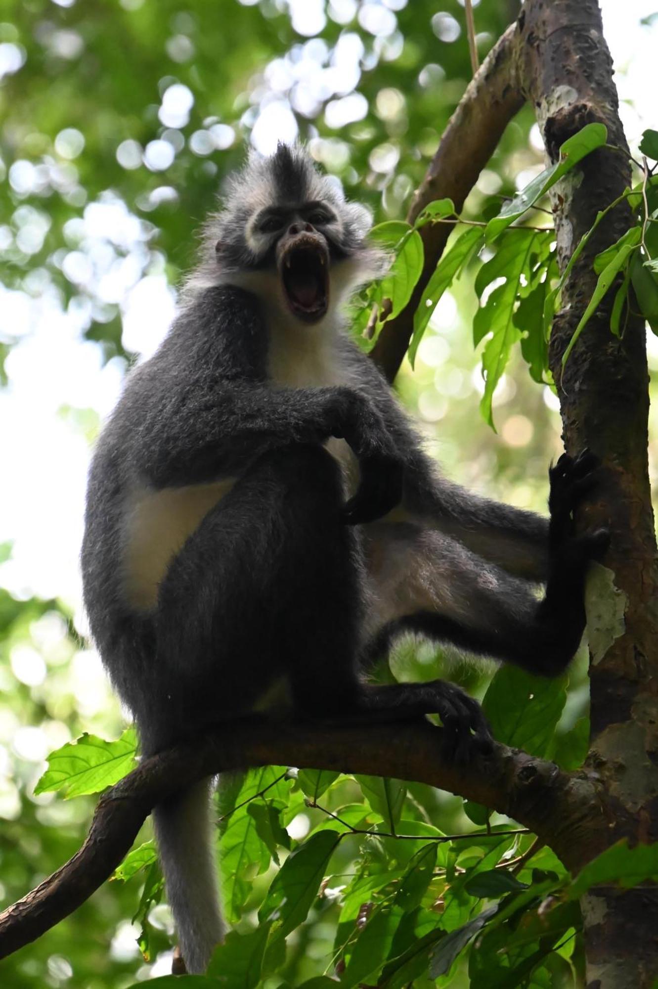 Wisma Batu Mandi Bukit Lawang Esterno foto