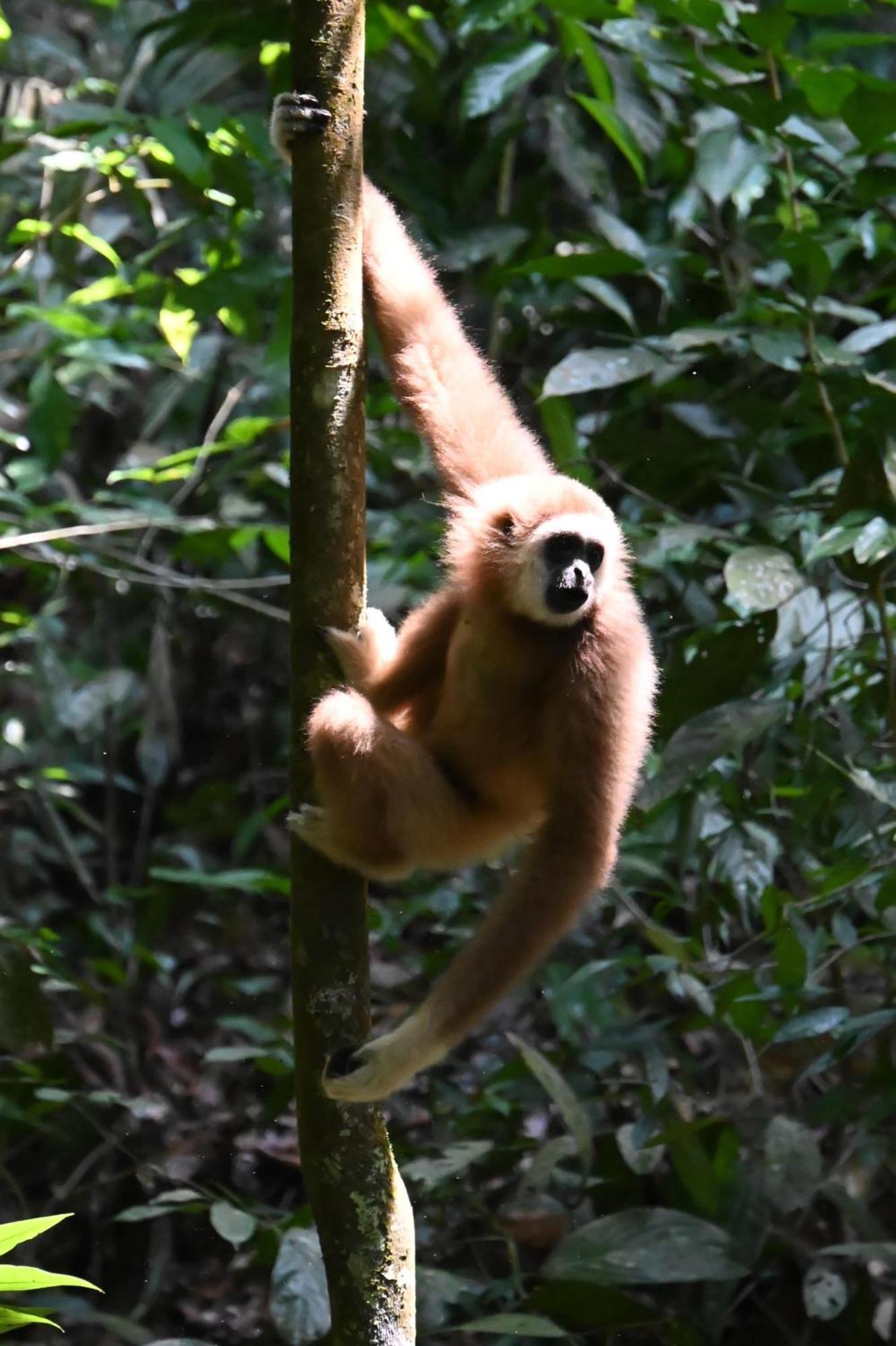 Wisma Batu Mandi Bukit Lawang Esterno foto