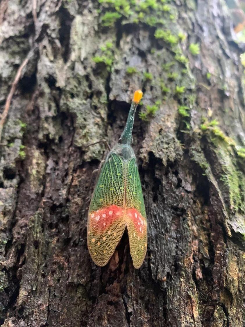 Wisma Batu Mandi Bukit Lawang Esterno foto