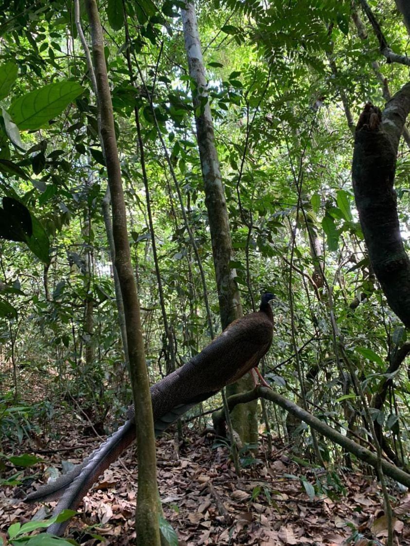 Wisma Batu Mandi Bukit Lawang Esterno foto